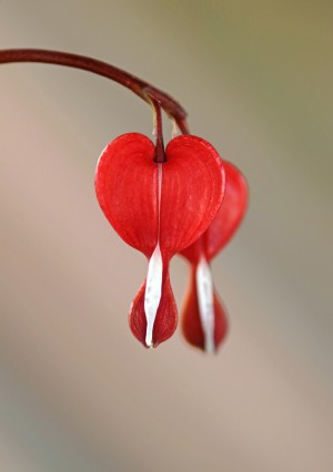 Two Hearts As One